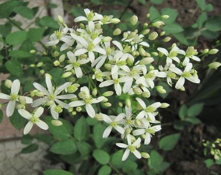 Règles de plantation et d'entretien des clématites dans l'Oural, choix des variétés et culture