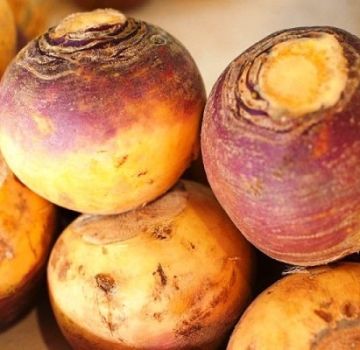 TOP 25 of the best varieties of turnips for open ground and winter storage, description and properties