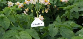 Description of the potato variety Tale, features of growing and care