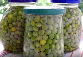 TOP 15 recipes for pickling green peas for the winter at home, with and without sterilization