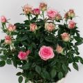 Description of the Cordana rose variety, planting and care, reproduction at home