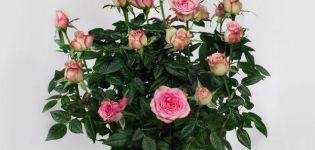 Description de la variété de rose Cordana, plantation et entretien, reproduction à domicile