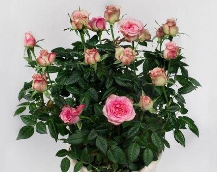 Description of the Cordana rose variety, planting and care, reproduction at home