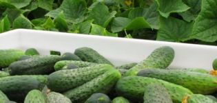 Description of the cucumber cultivar Cedric f1, its characteristics and yield