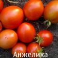 Descripción de las características de la variedad de tomate Angelica