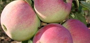 Description et caractéristiques de la variété de pomme Fraîcheur, subtilités de plantation et d'entretien