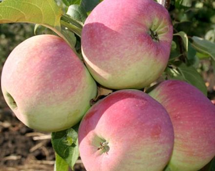 Descripción y características de las variedades de manzana Frescura, sutilezas de plantación y cuidado.