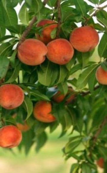 The best peach varieties for growing in Central Russia, planting and care