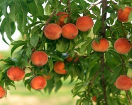 The best peach varieties for growing in Central Russia, planting and care