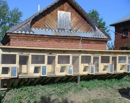 Rules for keeping rabbits in a barn and how to build a room with your own hands