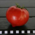 Description de la variété de tomate Perun f1, caractéristiques de culture et d'entretien