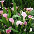 30 espèces et variétés de lys calla, plantation et entretien en plein champ, poussant dans le jardin