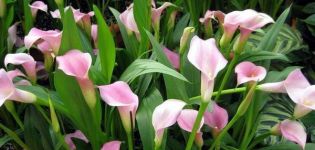 30 espèces et variétés de lys calla, plantation et entretien en plein champ, poussant dans le jardin