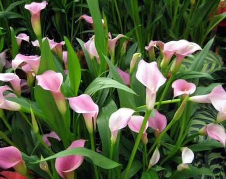 30 species and varieties of calla lilies, planting and care in the open field, growing in the garden