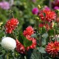 Cultivar, plantar y cuidar dalias en campo abierto.