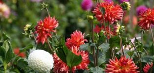 Growing, planting and caring for dahlias in the open field