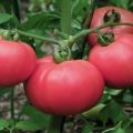 Description and characteristics of the tomato variety Love F1