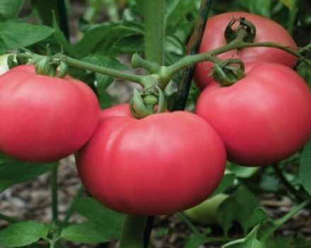 Description et caractéristiques de la variété de tomate Love F1