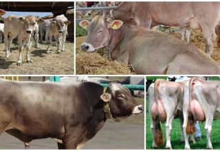 Cómo cuidar adecuadamente una vaca en casa, consejos para principiantes.