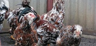 Description and characteristics of Oryol chickens, breed keeping rules