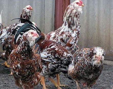 Description and characteristics of Oryol chickens, breed keeping rules