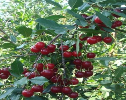 Characteristics of the cherry varieties of Saratov selection Rashtka, advantages and disadvantages