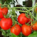 Review of super-determinant tomato varieties for greenhouses and open field