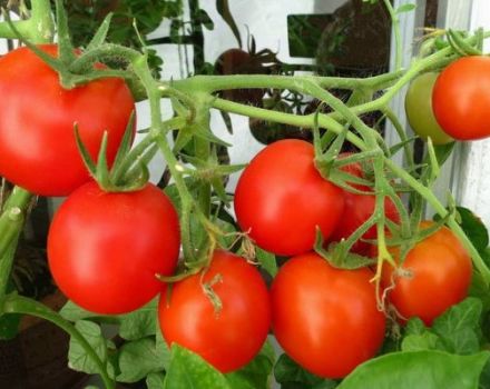 Kajian semula varieti tomato yang sangat menentukan untuk rumah hijau dan ladang terbuka