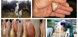 Symptoms of udder edema in a cow after calving and treatment at home