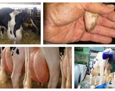 Symptoms of udder edema in a cow after calving and treatment at home