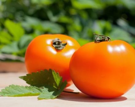 Characteristics and description of the persimmon tomato variety, its yield