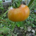 Caractéristiques et description de la variété de tomate chef-d'œuvre de l'Altaï, rendement