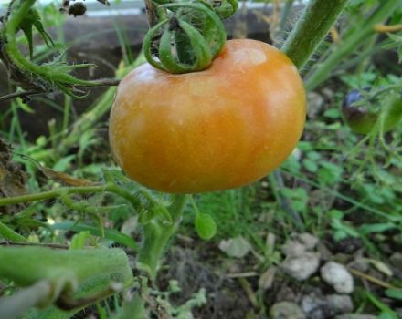 Caractéristiques et description de la variété de tomate chef-d'œuvre de l'Altaï, rendement