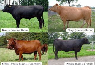 The best breeds of marbled cows and the intricacies of growing, the pros and cons of meat