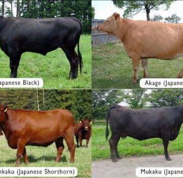 The best breeds of marbled cows and the intricacies of growing, the pros and cons of meat