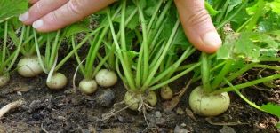 Turnip pests and diseases and the fight against them with chemicals and folk remedies, how to process and how to protect