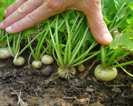 Turnip pests and diseases and the fight against them with chemicals and folk remedies, how to treat and how to protect