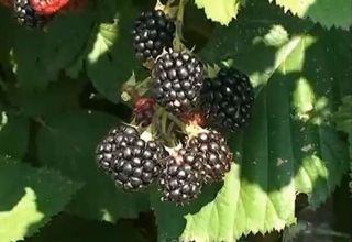 Descripción y características de las moras Chester Thornless, plantación y cuidado.