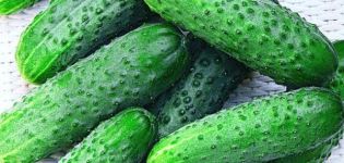 Characteristics and description of the Othello cucumber variety