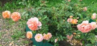 Description and characteristics of Pat Austin roses, the subtleties of growing