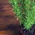 Why rosemary can dry in a pot at home and what to do