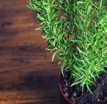 Why rosemary can dry in a pot at home and what to do