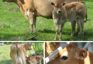 Descripción y características de la raza de vacas Jersey, los pros y los contras del ganado.