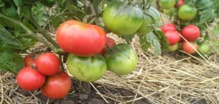 Description and characteristics of the tomato variety Pink leader