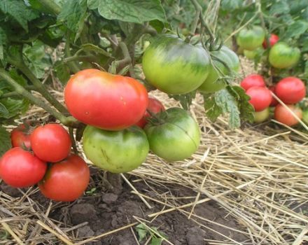 Descripción y características de la variedad de tomate Pink Leader