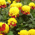 Pag-uuri ng mga species ng marigold, paglalarawan at mga katangian ng mga varieties at hybrids