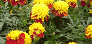 Classification of marigold species, description and characteristics of varieties and hybrids