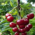 Description and characteristics of the Vechernyaya Zarya cherry variety, history and cultivation rules