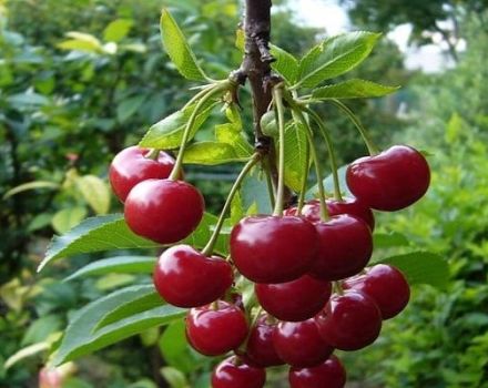 Description and characteristics of the Vechernyaya Zarya cherry variety, history and cultivation rules