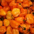 Caractéristiques et secrets de la culture du poivre Habanero à la maison